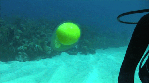 This is what a cracked egg looks like underwater.(Source)