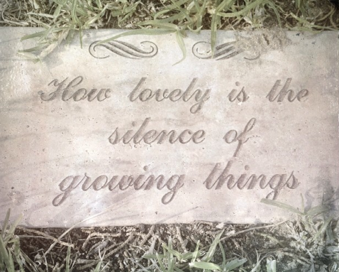 How lovely is the silence of growing things. This photo is by Kristina Perea.