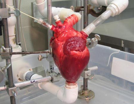 Reanimation with Dead HeartsResearchers in California were successfully able to transplant “dead,” nonbeating hearts into young baboons. Although each of the subjects eventually died, they say that their findings suggest that we should one day be able to transplant “dead” hearts into humans, too. (Source 1, Source 2)