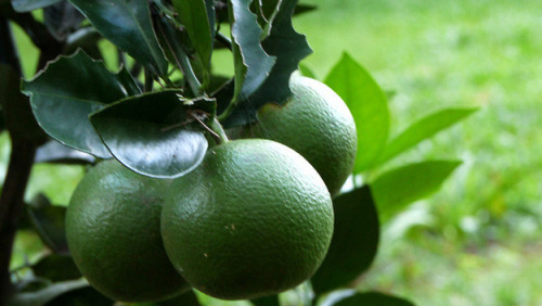 Many oranges have to be “degreened” to get their distinctive orange colorDespite the fact that they are perfectly ripe and ready to eat, many oranges grown in equatorial regions remain green even after they are picked. In many cases, though, the people purchasing those oranges in non-equatorial regions are interested only in orange oranges. For this reason many oranges are exposed to ethylene gas to remove the green from the skin by breaking down its chlorophyll.(Source)