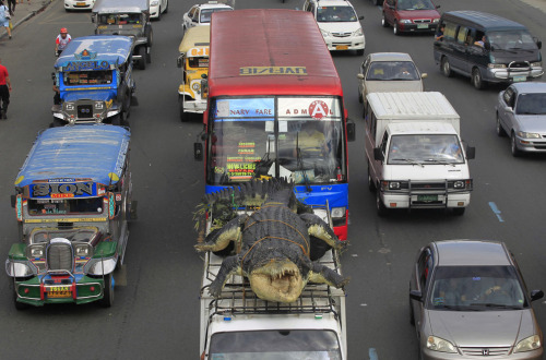 A 21-foot crocodile robot “Longlong” is strapped on top of a van as it is transported through the main road to Crocodile Park in Pasay city, metro Manila, July 5.Source: Romeo Ranoco / Reuters &amp; Buzzfeed
