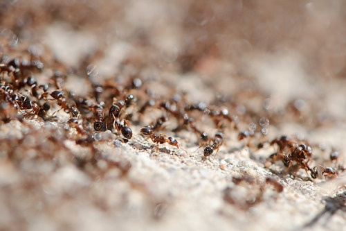 The Ant Kingby reddit user wdalphin“Buggy!”“It’s just an ant.” I remarked calmly as I felt it crunch beneath my shoe.“Buggy! Buggy!”I picked my foot up and watched as the maimed and dying ant twitched and tried to run away. My son screamed at the sight of it and fled to his bedroom. I couldn’t understand why he was so afraid of insects. Especially ants. He was eight years old for Christ’s sake.[[MORE]]He watched from the doorway to his bedroom, hugging a blanket, as I plucked the dead ant off the floor and took it over to the trash can.“You do realize that when you go outside, there are literally millions of insects out there with you, right? When you’re playing in the front yard, there’s probably hundreds of ants around you, you just don’t notice.”“I’m never going outside again!” he declared, slamming the door.“You’re being ridiculous.” I said through the door.“I hate buggies!”“You love caterpillars.”“They don’t count.”“Look, just use a shoe or a book or something&ndash;”“I’m not going near them!”My wife Lisa came up behind me. “What’s going on?”“Brandon saw an ant.”“Oh. Brandon, honey, it’s lunch time.”“I’m not coming out! There are buggies out there!”“I killed the ant, Brandon.” I said.“Are there more?” He opened the door and peeked out.“Not any that I can see.” Lisa said, pushing his door open the rest of the way and holding his hand. “Now, come on and have lunch.”I didn’t say anything as she lead him away, but I watched him looking all around desperately, sure that he was going to see another ant coming at him. Every spring, our house develops a bit of an ant problem. I don’t know where they get in, but we kill them left and right until Lisa gets fed up and calls an exterminator. They pop up for a couple more days afterward, then eventually disappear for the rest of the year.It was just the start of ant season.It was a Saturday, and I was coming upstairs from the basement where I had been handling a load of laundry when I heard Brandon screaming. I dropped what I was carrying and sprinted up the remaining steps, through the kitchen and into the hallway where I heard him in the bathroom.“Buggy!”Oh for fuck’s sake.“Just kill it, Brandon.” I said.“No!” his voice indicated full-on panic mode. “Buggy! Buggy!”I was determined this time to resolve this fear of insects and make him handle the situation on his own. “I’m not coming in. You’re just going to have to kill it yourself.”He started screaming, demanding I come in and save him. When that didn’t work, he cried, begging me. Save me, save me, buggy, buggy. I stood outside the bathroom door calmly, repeating to him over and over again, “I’m not killing it.”“Mommmmmy!” he started calling. “I want Mommy!”If his mother had been home, she’d probably have finally come to his rescue. “Mommy’s at the store, Brandon. You’re welcome to wait though. Or just pick up a book and squish the ant yourself.”“NO! Pleeeeeeaseee! Kill it! KILL IT!”I walked away. I didn’t say another word, I just walked away.He heard me go, and his screaming and crying got louder and more shrill. He screamed again. He said things I couldn’t make out, partially because he was halfway across the house, and partially because he was blubbering so much that he wasn’t making any sense.Then I heard it. The sound I had been waiting for. A loud WHUMP of something heavy and flat hitting the bathroom tiles and then the squeak of the door opening and the scamper as Brandon sprinted out like the devil was after him. He jumped onto the sofa and covered himself with pillows.“See?” I said, “You did it! Don’t you feel better now?”He didn’t say anything. He just sobbed and hid.I went into the bathroom to clean up the ant. He had dropped the biggest, heaviest book he could find on it, some fantasy novel Lisa had been reading. I picked it up to see what was left of the terrifying “buggy”.“Holy shit.”Jesus, it was a big. An orangish brown-looking monster of an ant, about as big as my thumb. There was a weird pattern on its back, like a series of pale yellow dots. It was crushed, but still struggling to drag itself away, only its thorax was mashed to the floor. I held the heavy tome over it, ready to put it out of its misery, and for a second it seemed to turn and&ndash; did it look at me?I dropped the book. Then I dropped it again, just for safe measure.Looking at it again, it was not like any sort of ant I’d seen in the house before, and it made me really uneasy. Where had it come from? And worse, were there more like it? I shivered at the thought of those things crawling in the walls. Good on Brandon for killing that behemoth. If I’d known how big it was, I would have been less inclined to make him do the deed himself, but I felt proud of him for taking care of it nonetheless.Grabbing my phone, I took a photo of the ant before wadding up some toilet paper and wiping it off the floor and book and then tossing it in the bathroom trash. Then I went and consoled Brandon in his pillow fort.“That was a big ant!”“I know!” he sniffled.“I’m proud of you for killing it.” I petted his head gently. “I didn’t know they got that big around here.”“It was going to eat me!”“No, buddy,” I sighed, “our ants don’t eat people.”After Lisa got home and I helped her unload the groceries from the car and get everything put away, I told her about Brandon’s run-in with the monster ant.“It was big.” I admitted. “I’ve never seen one that big.”I showed her the photo on my phone.“Jesus.” She stared at the picture. “I’m calling the exterminator.”It was two weeks earlier than usual, but I didn’t disagree.The next morning, Brandon woke me up, bursting into our bedroom screaming what was quickly becoming his catchphrase.“Buggies! Buggies!”I was still mostly asleep, so I groggily rolled over and brushed him away.“Come on, buddy, just kill it yourself. You can do it.”“No!” he shrieked. “Buggies! Lots of them!”Oh shit.I jumped out of bed, my mind whirling with thoughts of more ants like the one in the bathroom the day before, all crawling all over our house. I pulled on some pants, looking around my bedroom, wondering if there were any in there with us right then.Nothing.Brandon ran out of the bedroom ahead of me, leading the way. He turned the corner into the bathroom and started up his shouting again, “Buggies! Buggies!”I breathed a sigh of relief. A line of small, normal-looking ants were crossing from somewhere behind the radiator on the far wall, past the tub and up into the trash can. Just a procession of ants, moving with odd determination. What were they doing?“Buggies!” Brandon shouted.“Oh. Right.”I grabbed a book off the counter and started squishing. The ants scattered, running in their typical confused patterns. The ones that were on and in the trash can continued their march through, disappearing somewhere behind the sink. Within a few seconds, the parade dissolved into chaos with several dozen dead ants and the rest retreating or gone.Brandon was hopping around in the hallway in a panic, but he settled down quickly. I took him into the living room and got him set up with a bowl of cereal before going into the bathroom and cleaning up the dead ants.We definitely needed that exterminator. I had never seen the problem so bad before.Monday I went to work. It was a school holiday, so Lisa and Brandon got to sleep in and relax, but my office was still open, so I took the opportunity to go in early with the plan to get out early and go home and take Brandon to the park for an hour or so. It was a beautiful day.Around Noon, I called the exterminator to see if he could stop by the house later that day and spray for the ants. We’d been using the same exterminator for the past several years, so he knew us by name and knew we’d be calling some time soon. I told him that we’d had a run-in with a new type of ant. Something bigger like I’d never seen before. I told him how Brandon had squished it and I’d even gotten a picture of it.“Can you text me the photo?” He asked.“You bet.” I opened the picture on my phone and sent it his way. “Just FYI, that thing was about as big as my thumb.”“Hang on, I’m looking.”I sat there, the phone to my ear, waiting for him to express his shock at how big the ant was.“Mother of God,” I heard him exclaim.“I know, right?”“No, you don’t understand.” His voice sounded weird. I’d known him for years now, and he’d never sounded that&hellip; frightened. “This ant. Are you saying you killed it?”“Brandon squished it with a book. Why?”“Get your family out of that house, right now.”I felt a chill run over my entire body. “Are these ants poisonous? Is that a fire ant?”He didn’t answer me. His voice seemed to be trembling. “Call your wife. Tell her to grab your son and get out of there.”“What’s going on?” my arms were starting to tremble. I felt a wave of panic and confusion wash over me. “Is it some sort of infestation? Are there more like that in the house?”“No. There’s only ever one like this.”“Then what’s the prob&ndash;”“You never kill it.”“What?”“You never kill this ant. If you do&hellip;”“What? What happens?” I had my work phone in my other hand, desperately trying to dial Lisa’s cell phone number but at the same time my head was in a fog, and I wasn’t sure if I was punching the right numbers or not. On top of that, she has a bad habit of not answering her phone when I call. I don’t know why, she answers every other call, but when it comes to me, I always end up having to leave a voicemail.“Every colony has a queen, you know?”“Yeah, was this a queen?” Lisa’s phone kept ringing. Come on, pick up. Pick up!“No. This is more like the king.”“I’ve never even heard of a king ant.”“I’m not saying it is a king, just&ndash; look, get your family out of the house!”Lisa didn’t answer.I called the landline. It rang and rang and then I heard our voicemail intro and slammed my phone back in its cradle in frustration.“I’ve got to go.” I told the exterminator.“Go.” Was all he said.The house was eerily quiet when I pulled up. Only the sound of our air conditioning unit broke the silence. My stomach was in knots, but even with the confused thoughts rushing through my head, I could sense what was wrong. There were no birds chirping. No squirrels making noises from the branches of the trees.Everything was dead silent.Sitting out on the lawn was Brandon’s bicycle, tipped over. No, that was okay. He often left it like that when he had to run inside to use the bathroom or got called in for lunch. There’s nothing ominous about a tipped-over bike.The front door was unlocked. That’s okay, I thought, Just another sign he ran inside for some reason.Standing in the front hall where Brandon and Lisa’s shoes were, I called their names. Nobody replied.The living room was cold. Lisa usually ran the air conditioning on hot days like that one until the inside was a reasonable temperature, then she turned it off. Nobody had turned it off this time.“Honey?” I said loudly as I instinctively turned off the AC. “Brandon?”Our cat, Sebastian, was lying in the middle of the living room.Or rather, Sebastian’s bones were.He had been picked clean. Nothing left but tufts of black and white fur and his skeleton.“Oh my God.”I ran then. Ran into the dining room, where the two of them had abandoned a lunch of soup and sandwiches. The table was covered with a swarm of black ants, just a carpet of moving bodies as they picked apart the sandwiches and carried the crumbs off.The moment I entered the room, the army of ants dropped what they were doing and converged, pouring off the table in waves toward me. I’ve never seen anything like it before. They just tumbled over each other to get to me.I felt a scream lodge itself in my throat, and suddenly knew the terror that Brandon had felt when he had seen these “buggies”.Crazed and panicking, I stomped through the tiny attackers. They swarmed over my shoes, even as their brethren were crushed beneath them. They moved so fast. Oh God, they just kept coming, tearing at the fabric and laces and up toward my socks.I ran through them. Just charged through, shouting at the top of my lungs even as I felt them on my ankles and calves, swatting at my legs as I tried to keep them off me but prevent them from getting onto my hands. One giant Gulliver versus hundreds of Lilliputians.Somehow, I made it through, to the other side of the dining room, and into the kitchen. Ants were crawling up the legs of my pants, but I crushed them with my hands, never stopping to let the rest catch up. A dozen or so continued to pinch or bite at my ankles, and I tried to mash them against the insides of my shoes as I ran.In the far corner was a small fire extinguisher. I didn’t even know if it worked, but I planned to find out. Pulling it from the wall without stopping, I held it up as I continued to retreat into the back hallway, reading the instructions. Jesus, don’t let it be a fucking Mensa test just to use this thing. No, okay, there was just a pin I had to pull, and then it was ready to use.The tide of angry ants skittered across the kitchen floor. There weren’t many, just a hundred or so. Just the leftovers of the ones who’d stuck around to loot the lunch from our table.Something bit me near the back of my knee, but I ignored it. I angled the nozzle of the extinguisher at the mass of little fuckers and with a roar, squeezed the handle, dousing them in white foam.Their assault was slowed by the cloud of chemicals. The entirety of the attacking force got a good dose and with relief I watched as they reacted with confusion and then (hopefully) agonizing death. Within seconds, every last ant had stopped moving.I reached behind me and pinched the one on the back of my leg, squeezing it til it popped. “Fuck you.”Lisa and Brandon. Oh God, please let them be okay.I found them in Brandon’s room. Lisa had tried to keep the ants out by stuffing clothes under the door, but the ants had gotten in anyway. What was left of her was curled up in a fetal position in the middle of the room on a blood-soaked rug. I guess the ants had found her harder to pick clean than the cat. They’d given up halfway.When I saw her, I fell to my knees, crying and horrified. My stomach was a knot and I vomited before I even realized I was going to.A noise from the closet brought me back to my senses.“Brandon?” I whispered, still afraid that I hadn’t seen the last of the ants. “Buddy? Are you in there?”I crept past Lisa’s remains and pulled open the closet door slowly, fearfully.Brandon was propped up against the wall, seemingly unharmed. He just stared off into space, his mouth hanging open, his body slowly rocking back and forth.I stood between him and Lisa. I didn’t want him to see his mother’s corpse.“Oh God, buddy.” I whispered, kneeling down to try to get him to look at me. “It’s going to be okay. We gotta get out of here.”He made this noise, like a gurgling sound.“Brandon?” I leaned forward and touched his arm.And then I saw the way the front of his t-shirt was moving, and the dark, wet stain. And then I saw the ants. The ants in the far back of his mouth, and the ants that crawled out from under his eyelids, and the ants that started pouring out over the neckline of his shirt with pieces of his insides.And I ran.I ran out of that house, just got in my car and fled.I don’t sleep these days. There’s ants everywhere. I don’t know if they’re still hunting me.I kill them every chance I get. I don’t take joy in it, I do it simply for self preservation. So far, they haven’t tried to fight back. I don’t know what I’d do if I ever saw another one like the one in the bathroom that day, whether I’d let it live or kill it and run the risk of invoking their wrath again.I think I might kill it. For Brandon.