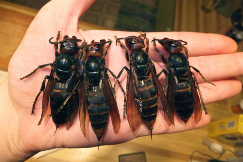 sixpenceee:China has a major wasp problem right now. Over the past three months, 21 people have died as a result of wasp stings in the province of Shaanxi alone.The killer variety responsible is thought to be Vespa mandarinia or Asian giant hornets. They are typically 2.2 inches long, and attack in swarms. Don’t think you can run away, either. These things will chase you, and can fly at speeds of nearly 25 mph. (Source)
