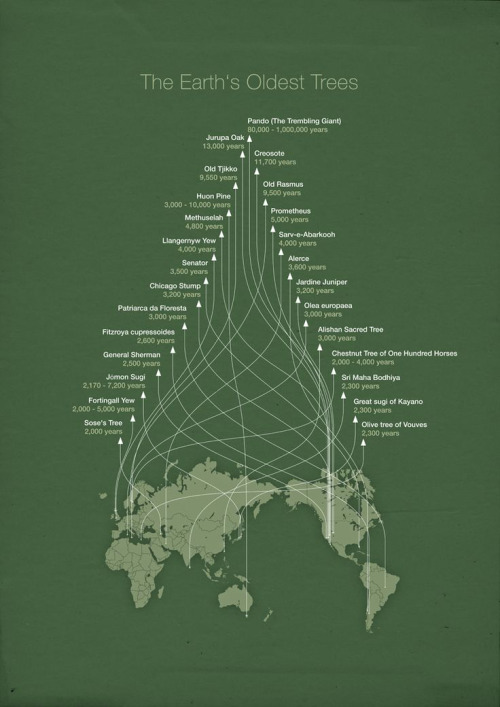 Earth’s Oldest Trees(Source)