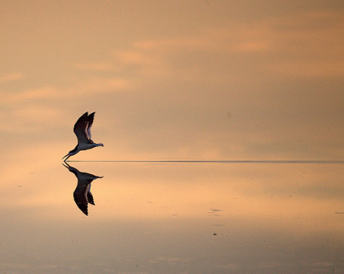 Symmetry Credited to always_through. This story contains graphic violence (gore). I love symmetry. I’m not sure exactly why, but I’ve loved it since I was a kid. Most children are messy and forgetful of their things. [[MORE]]Not me. I knew everything had its place and in my room, everything was right where it belonged. My parents didn’t have &ldquo;it&rdquo;. My grandparents didn’t have &ldquo;it&rdquo; either. Not a single person in my family had “it”. I’ve started referring to it as “it” because I truly believe it’s a thing inside me. A stowaway that shouldn&rsquo;t be there but lives inside me. It’s a need. A desire. A longing to be perfect. Perfect on both sides. As an adult, I’m at the point where I can’t live my life normally. I can’t keep a job. Women don’t stay with me because they can’t handle &ldquo;it&rdquo;. Honestly, I don’t even care when they leave. They’re messy and make things difficult. They roll over to my side of the bed instead of staying on their own. They leave dishes in one side of the sink but not the other. I can’t work anymore so when they leave for the day, I have to stay home and fix everything. It’s a relief when they leave for good. That feeling never lasts though, eventually &ldquo;it&rdquo; comes back and finds something else that needs fixing. You may be asking, why would I seek out relationships to begin with if I can’t stand them? Well, it’s hard for me to sleep in the middle of the bed all night without moving.Other than the relationship problem, my life is pretty much in order. I say “pretty much” because there is one last issue that must be dealt with. You see, I have what’s called “Heterochromia Iridium”, or two different colored irises. My right eye was cornflower blue, my left pale green. Both my parents have cornflower blue eyes, my siblings and cousins as well. My green eye is the broken one. It makes me&hellip;unbalanced.Every time I look at myself in the mirror, it stares right back at me. It’s all I think about now. Everything is in its right place - except my green little mistake. It didn’t hurt at first when I dug the spoon under my eye. It didn’t even hurt when it popped out and was hanging by my cheek. Was it shock that was keeping the pain away or was it &ldquo;it&rdquo;? I snipped the optic nerve and blotted the warm fluids that were streaming down my face. My vision being cut in half was a strange sensation. What was left of the dangling flesh, I placed back in the now empty hole. I bandaged the wound, rinsed the spoon, and went to sleep.I woke up&hellip;happy. I slept better than I had in years. It was finally done. I was fixed. I got out of bed and stumbled to the bathroom. My body ached and my head was on fire. I flipped the switch in the bathroom and the light was blinding. I slowly removed the bandage that was soaked with blood and was sticking to my face like tape. When I looked up to the mirror, my stomach turned.Only then had I realized what I’d done to myself and I couldn&rsquo;t believe it. There was a hole in the left side of my face&hellip;but not the right. I was unbalanced. Again. It was much harder digging out the second eye. My hands were shaky, and when I dug the spoon in, I missed several times, puncturing my pupil three times before I got it in the right place. Once the eye popped out, I reached for my scissors to finish the job. The blood from the previous night had dried on the blades, so the scissors didn’t cut very well.You know when you were a kid in elementary school and your teacher made you cut construction paper for art projects? Did you ever try to cut too many pieces at once, but the scissors couldn&rsquo;t take it? The blades would kind of fold over each other and the paper would get pinned between them? That’s what happened with my eye. The optic nerve was pinned between the two blades. It was stuck, and as I tried desperately and frantically to make it unstuck, I slipped on the blood and started falling to the floor.Reflexes kicked in, and I let go of my eye to try to break my fall with my hand. The weight of the stuck scissors on my hanging eye was unbearable. I knew I couldn’t stand it long enough to make it to the kitchen to get a knife. So I pulled. I pulled it straight out of my head. I felt the flesh tear from inside my skull. I felt it rip and spew liquids everywhere. I knew I was crying but there was no telling the tears from the blood or the ocular fluid.When I heard the wet slap of bloody flesh against the tile floor, I knew I was done. I knew &ldquo;it&rdquo; was done. I could live my life now without having to see peoples awful, messy, uneven lives. The relief washed over me and I knew it would last this time. I had never felt this way before, never had this much hope. As I laid in my bathroom on that cold, wet, sticky tile, I smiled for the first time in years.