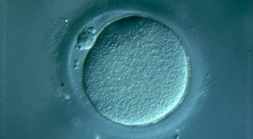 What is your &ldquo;real age?&rdquo;Just like a chicken, your life started off with an egg. Not a chunky thing in a shell, but an egg nonetheless. However, there is a significant difference between a human egg and a chicken egg that has a surprising effect on your age. Human eggs are tiny. They are, after all, just a single cell and are typically around 0.2mm across – about the size of a printed full stop. Your egg was formed in your mother – but the surprising thing is that it was formed when she was an embryo. The formation of your egg, and the half of your DNA that came from your mother, could be considered as the very first moment of your existence. And it happened before your mother was born. Say your mother was 30 when she had you, then on your 18th birthday you were arguably over 48 years old. (Source)
