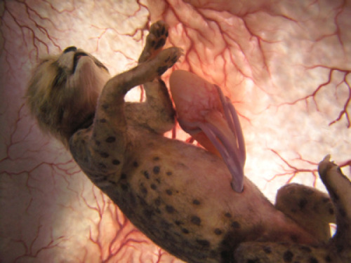 This is a developing Cheetah.(Source)