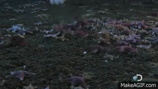 BrinicleWhen salt-rich water leaks out of sea ice, it sinks into the sea and can occasionally create an eerie finger of ice called a brinicle. When the brinicle sinks to the seabed, it has the potential to destroy everything it comes into contact with. GIF created by Sixpenceee. Original video from The Discovery channel&rsquo;s &ldquo;Frozen Planet." 