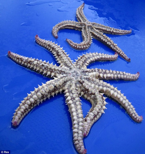 A fisherman hauled in a starfish with eight legs instead of five. According to the experts, that makes him the world&rsquo;s first recorded octofish. The starfish does have a remarkable ability to regenerate lost arms, sometimes growing two where there was one, meaning that six armed creatures are not unheard of.But close examination of Stan&rsquo;s anatomy after he was caught off the coast of Cornwall last week suggests he was born that way. Like human conjoined or Siamese twins, he could be the product of a single egg and sperm which failed to separate properly early in the process of development. (Source) 