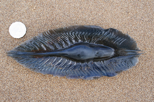  Ghost Shark egg cases from Tasmania resemble a kelp frond. Ghost sharks swim as deep 220 meters, and forage in the shallows at dusk. 
