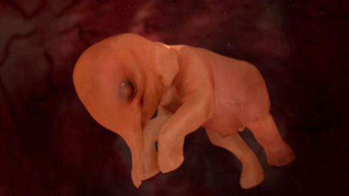 Elephant in the Womb(Source)