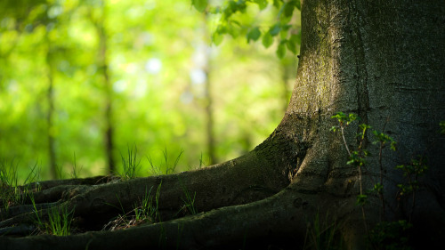 The Wishing Treeby reddit user hrhdafSo I&rsquo;m writing this as a form of confession. Not because I&rsquo;ve done anything wrong but because I&rsquo;m gonna stand by and do nothing.I guess my story starts way back when I was about 6 or 7. I was out playing in the back yard with my ball. Just hoofing it about when it went flying into my neighbors. [[MORE]]The fence between the two houses was very tall to a seven year old and the only gap in it was next to a great big tree growing in the middle of the boundary fence. The fence had been erected either side as whoever originally built the houses had obviously decided the tree was too nice to cut down. So in my determined 7 year old way I slithered in between the tree and the fence nearly getting stuck and catching my leg on a nail on the way. I popped through with one final effort and was just about to inspect my wounds when a voice from under the tree said &lsquo;You&rsquo;re bleeding&rsquo;. On further inspection, there sat a little girl roughly my age.This didn&rsquo;t come as any great surprise because I already knew about Ruby. I&rsquo;d heard my mother discussing our neighbours with her friends. Apparently her dad was a drinker and her mother had run off when she was tiny. Sometimes we&rsquo;d hear him yelling at Ruby when their windows were open. My mom would just tut and shake her head and say 'Poor little mite&rsquo;. No one ever thought to step in though. That was just how it was.'Come in the house and wash that cut&rsquo; she said and I followed her meekly. While our houses must have been the same when they were first built, hers was dilapidated and scruffy, where mine was bright and gleaming. She was just mopping up the blood from my leg when the front door banged. She went white and froze, and before either of us had time to think, her father came storming into the kitchen. Without a word he slapped her across the face sending her flying across the room. 'Get out of my house&rsquo; he growled at me and I fled, back through the yard and through the fence as fast as my legs could carry me.That night the yelling from their house was worse. I lay in bed and covered my ears with my pillow. The next day I felt I had to find out how she was. I slithered through the fence (more carefully this time) and sat under the big tree and waited for her and in due time she came out of the house. She was looking pale but seemed happy to see me. I didn&rsquo;t want to get her into trouble but she explained that that morning she&rsquo;d had a good long talk with her dad, and he&rsquo;d agreed to stop drinking. She told me the tree was a magic tree and if you sat under it and wished hard enough the things you wished for came true. She&rsquo;d wished that her dad would stop hitting her and now he wasn&rsquo;t going to any more. What more did I need as evidence? Plus she was a whole six months older than me as it turned out so I was slightly in awe of her wisdom.This became a pattern for us. After school we&rsquo;d sit under the wishing tree and play stupid games or as we got older we&rsquo;d talk. Sometimes she&rsquo;d put her head on my shoulder while I told her all about my day and other times we&rsquo;d share the headphones on my MP3 player and listen to music. She always asked for Ruby by the Kaiser Chiefs. She playfully told me they&rsquo;d written it for her.I can only remember ever having one argument and that was over my 13th birthday party. When I invited her she&rsquo;d promised to come but she never appeared. I even braved knocking on the door (my mom would have killed me if I slithered through the fence in my best party clothes), but her dad said she wasn&rsquo;t home. After the party I got changed and slithered through the fence and there she was sitting under the tree. I was hurt and said as much. What kind of friend was she any way to blow me off that way? 'Look at me Jack. I mean really look at me&rsquo; she said 'I dont belong with your friends&rsquo;. And I did look at her. The long wild dark hair tumbling down her back, the dark smudges that were her eyes, the clean but washed out dress that was obviously meant for a ten year old as it barely covered her butt. 'I don&rsquo;t have party clothes and I couldn&rsquo;t bring you a present. I&rsquo;m sorry&rsquo;In that moment my heart thunked in my chest and I fell in love as deeply as any 13 year old can. 'One day Ill take you away from this&rsquo; I promised. She sat under the wishing tree and said she wished I would.The last conversation I had with Ruby was again sitting under the wishing tree. I was heading off for university. I asked her why she didn&rsquo;t leave too, but she said she had to stick around. 'I have to be here to remind my dad what a monster he is when he drinks&rsquo; she said 'but one day I&rsquo;m gonna be free and leave this place. I havent forgotten what you promised&rsquo;Neither had I, but the heart can be fickle especially when its living in your pants and during my time at uni I met a girl called Emma. Just before I graduated we found out that Emma was pregnant, not really part of my life plan but I was happy enough. We moved back to my folks and I got a job in my dad&rsquo;s factory and we married. The house next door was dilapidated and apparently Ruby&rsquo;s dad had died and she had gone. During the next six months I bought the house off my folks and they downsized into something smaller as neither of them were getting any younger they said.Then things started to get a little weird. To begin with Emma and I weren&rsquo;t getting on very well. Marry in haste repent at leisure as they say. Then one night last summer we were sitting in the garden. My folks had put a garden swing under the wishing tree. It was no longer a thing of beauty, it was gnarled and dead. We were sitting there having one of those conversations where it turned out that everything wrong with Emma&rsquo;s life was my fault, when during a break in the conversation, she suddenly put her head on my shoulder and started humming 'Ruby&rsquo;. The hairs on the back of my neck stood up and I just about leapt out of the seat. 'Oh God you&rsquo;re giving me one of my heads&rsquo; she snapped and stomped back into the house. I thought about that a lot over the next few months. My Ruby and how much I missed her. What had really happened to her?So yesterday things came to a head. Over the winter the wishing tree had become unstable. It was dead and during a high wind a huge branch came smashing into the yard. I&rsquo;d hired someone to come take it down. It was still relatively early in the morning when I got a call at work from the police. A body had been found buried under the wishing tree. The body of a 7 year old girl. My Ruby. I flew home. It couldn&rsquo;t be her. I&rsquo;d known her until she was much older than that. When I got home my folks were at mine. The police had called them too as they were neighbours at the time of the 'incident&rsquo;.Even my parents remembered that night. The argument after her dad had found me in the house, the screaming of a small child, they also remembered they hadn&rsquo;t seen her since. They had informed the authorities at the time, something I knew nothing about, but her father had said her mother had taken her away and no one could prove otherwise. I thought about her telling me he couldn&rsquo;t hit her any more, and that long conversation they&rsquo;d had the next morning. She stayed to keep him off the drink. I guess if anything would, it would be the nagging ghost of the child you murdered. Now that her body had been found I wondered if Ruby was finally free.So back to my confession.Emma has been away for a few days with our little boy, visiting her parents. She said she needed some space and when she first arrived back this morning her intention was to pack up their stuff and leave me. In the space of a couple of hours I&rsquo;ve seen a huge change in her. She&rsquo;s usually such a control freak and not a hair out of place, but shes in the other room now, scouring the internet for holiday destinations. Within half an hour of being back she snuggled next to me, put her head on my shoulder and asked if we could finally go away like I&rsquo;d promised. Her hair is tumbling down her back and she has the Kaiser Chiefs blasting Ruby on the stereo. So what am I gonna do about it? Nothing. Take my wife to see the world like I promised her when she was 13.