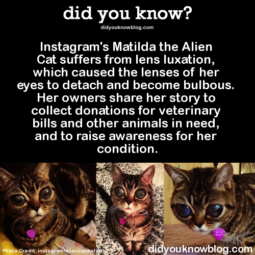 did-you-kno:Instagram’s Matilda the Alien Cat suffers from lens luxation, which caused the lenses of her eyes to detach and become bulbous. Her owners share her story to collect donations for veterinary bills and other animals in need, and to raise awareness for her condition.  Source