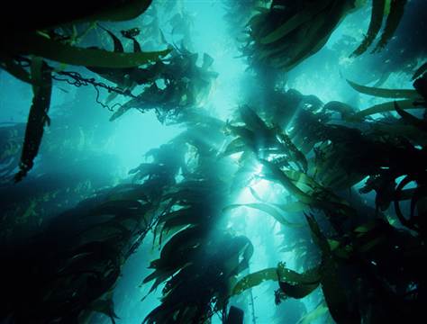 Seaweedby September DerlethMy grandmother grew up in the slums of Prohibition-era Chicago. Her family lived in a small house near the harbor, and one of her earliest memories was of a particularly hot summer when, seeking respite from the heat, she and her sister discovered a seldom-used section of boardwalk near an abandoned warehouse. [[MORE]]Every night for several weeks, the two girls would make their way down to the docks and sit together on the edge of the pier as the sun went down. My grandmother vividly, and for a time fondly, recalled the feel of the seaweed between her toes as she and her sister dangled their feet into the murky water.It wasn’t until years later that she returned to the pier and found that the warehouse had been demolished. Curious, she made an inquiry with the Department of Planning and Development. Apparently, the warehouse had been owned for a time by the Mob, who was using it as a base of operations for a local prostitution racket. It had only been uncovered when an associate began ‘disposing’ of rival hookers by fitting them with concrete shoes and dumping them into the harbor. Investigating officers had recovered nearly two dozen bodies from the waters of a secluded pier nearby.How had the bodies been discovered? A passing fisherman spotted some of the victims’ hair floating near the surface of the water, like seaweed.