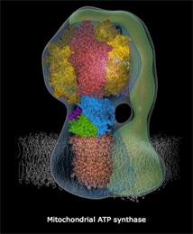The synthase produces ATP in our mitochondria. Source: Walker Group&rsquo;s at MRC-MBU