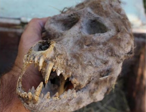 A Bulgarian born farmer, Trayche Draganov, claims to have found a box, chained shut, containing a werewolf-like skull while ploughing a new section of field in the village of Novo Selo, Republic of Macedonia. While some take his word for it, others claim the skull resembles that of a baboon. 