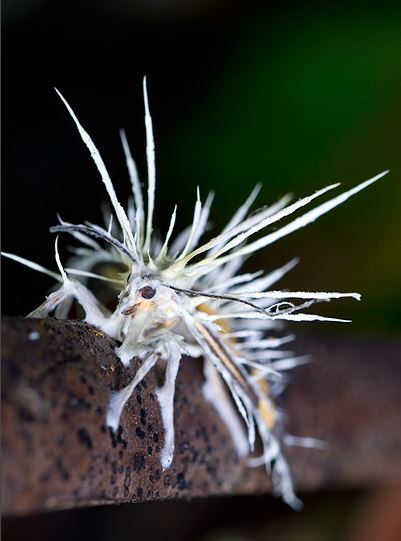 Cordyceps FungusA Cordyceps fungus has attacked this butterfly and grown through the entire body, finally causing its death. White tubes emerge to spread the spores, which then infect other butterflies. Madidi National Park, Bolivia (Source)