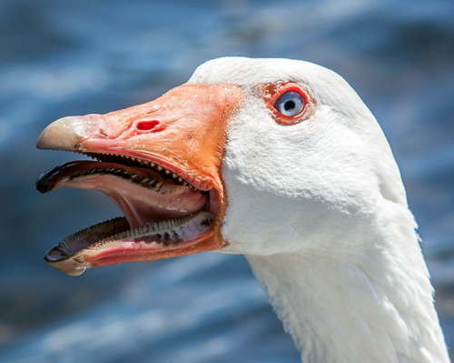 The inside of a Gooses mouth.(Source)