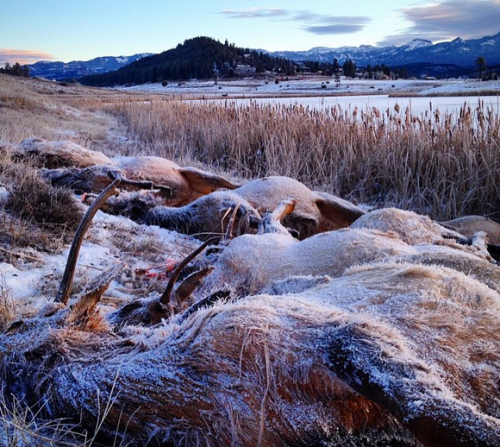 Aspiring photographer Misha Garcia was taking advantage of a picturesque sunset at Colorado’s Echo Canyon Reservoir last month when she came across something much more morbid. According to the Durango Herald, she discovered a herd of frozen elk some 50 feet from the shore.