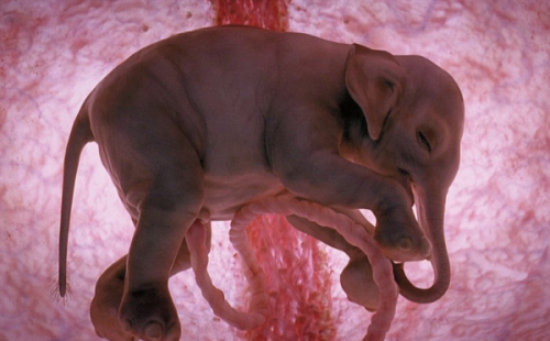 Developing ElephantHalfway through its twenty-two month gestation period, this Asian elephant is a perfect miniature of its already-born brethren. Even the tiny trunk has formed, and small hoofs can also be seen. Unlike humans, infant elephants have physical proportions which remain the same into adulthood.Here is a link to a developing penguin. 