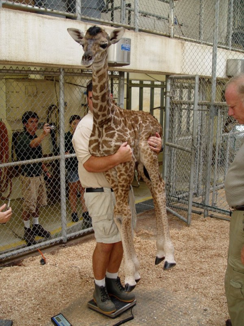 A six-foot tall baby giraffe was born at the Virginia Zoo in Norfolk. This is how they weighed her: