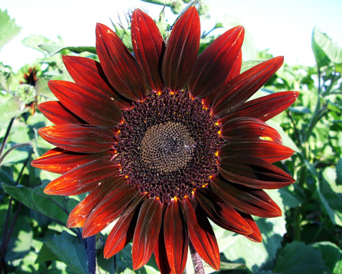 This sunflower is known as the moulin rouge. 