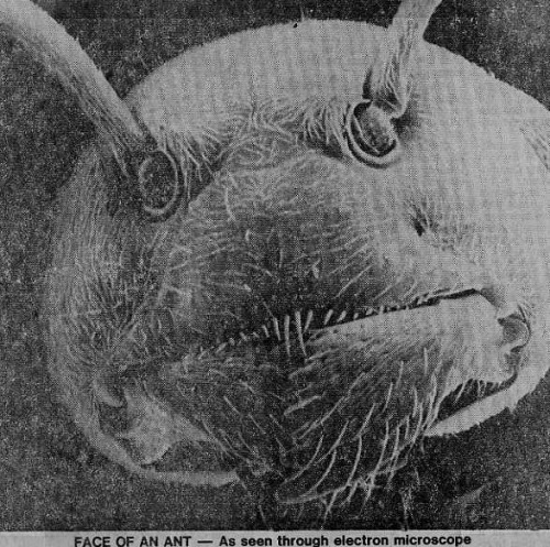 An ant seen through an electron microscope. Well this sure is creepy.