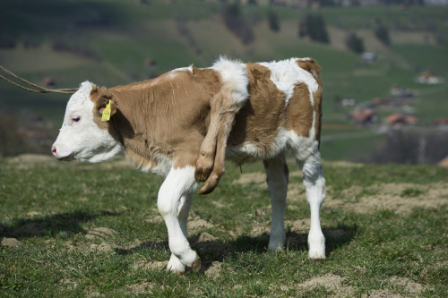 Six-legged calf, Lilli stands on the pasture of its owner Andreas Knutti, in Weissenburg, Switzerland. The calf was born seven weeks ago with two additional legs on its back