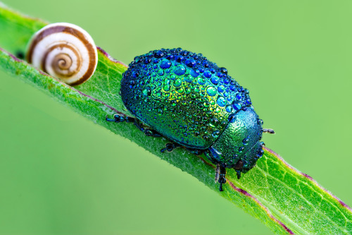 A scarab covered in morning dew. (Source)