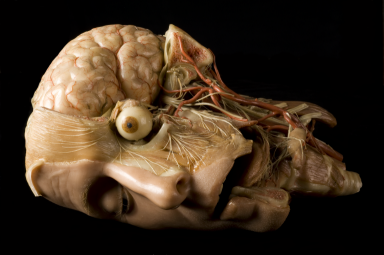 Wax Anatomical Model of a Human Head, Europe, 1801-1900This wax model of a human head shows the internal structure of the brain, complete with its protective covering, the meninges, the eye, cheek, neck and jaw. Wax models were used for teaching anatomy to medical students or as part of popular anatomy shows. They were used to pick out and emphasize specific features of the body, making their structure and function easier to understand, especially at a time when few bodies were available for dissection. The model was donated by the Department of Human Anatomy at the University of Oxford. (Source) 