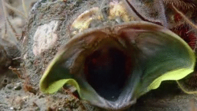The sarcastic fringehead is a small but ferocious fish which has a large mouth and aggressive territorial behavior. When two fringeheads have a territorial battle, they wrestle by pressing their distended mouths against each other, as if they were kissing. This allows them to determine which is the larger fish, which establishes dominance