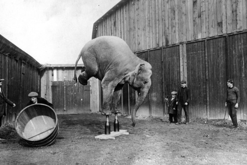 A circus elephant balances on its front legs. (1920)Source: General Photographic Agency / Stringer