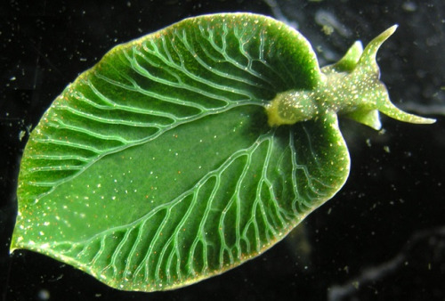 Elysia chlorotica is a solar-powered marine sea slug that sequesters and retains photosynthetically active chloroplasts from the algae it eats and, remarkably, has incorporated algal genes into its own genetic code
