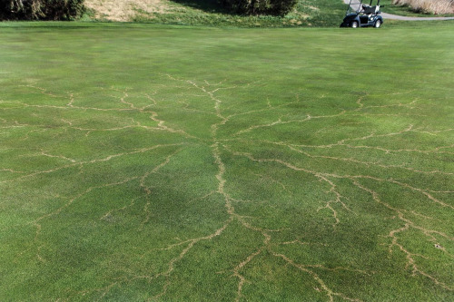 Grass after a lightning strike. For those who don’t already know, the figure you see above is called a Lichtenberg figure. It consists of branching electric discharges that sometimes appear on the surface or the interior of insulating materials. A lightning strike can also create a large Lichtenberg Figure in grass surrounding the point struck. (Source)