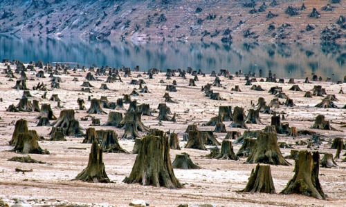 Clear-cutIndustrial forestry degrading public lands, Willamette National Forest in Oregon.Photograph: Daniel DancerSource: The Guardian 
