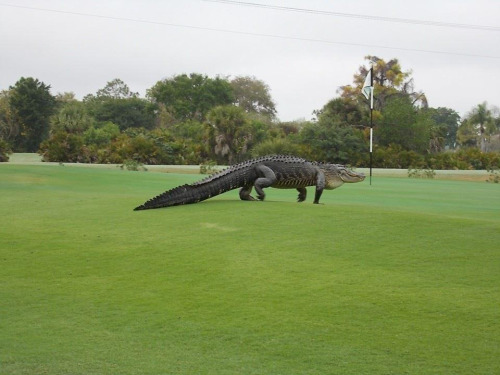 This giant alligator was photographed roaming a golf course in Florida.