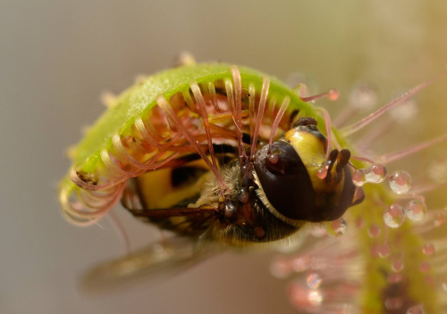 This is a picture of the Sundew (a carnivorous plant) with Hoverfly caught in its tentacles.