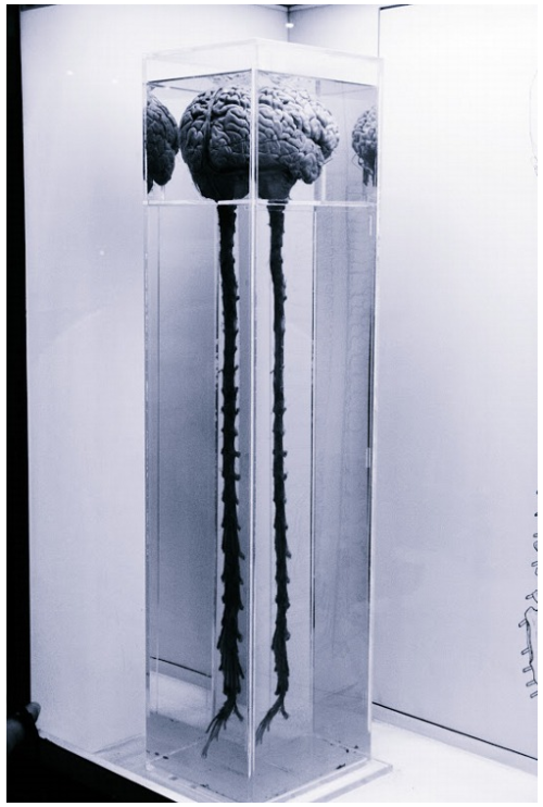 Brain and Spinal Cord(Source)