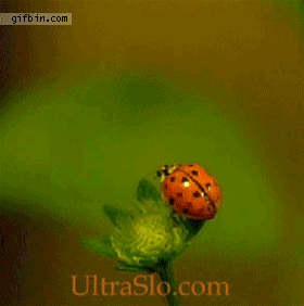 This is how a ladybug flies(Source)