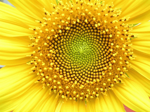 Sunflower florets are laid out in a very specific geometry.