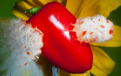 Flash of LightA sweet red pepper is shot against a sunflower to colourful and dramatic effect.Photograph by Alan Saller (Source)
