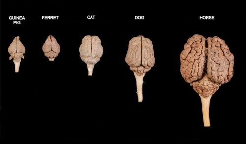 Brain size and shape comparison of different species.