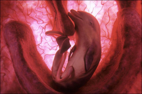 Developing Bottlenose DolphinThis photo shows a bottlenose dolphin about six months through its gestation period. Bottlenose dolphins can be found wherever the ocean is relatively warm. They give birth after twelve months. Tiny teeth have begun to form inside the mouth of this dolphin fetus, and its tail flukes are beginning to develop.(Source)