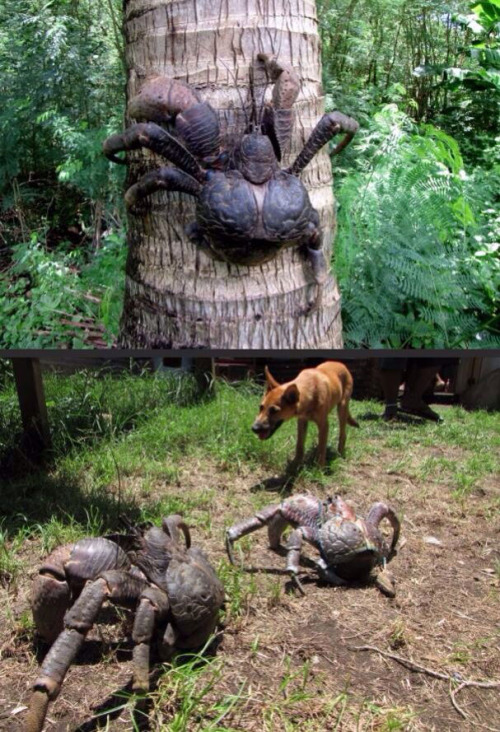 Coconut crabs can grow up to 1 meter in length from leg tip to leg tip(Source)