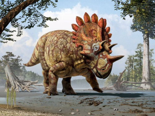An artist&rsquo;s interpretation of Regaliceratops peterhewsi, a new horned dinosaur, discovered in Alberta.(Source)