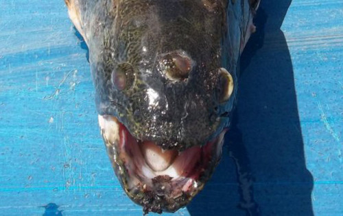 A three-eyed fish was caught in a reservoir in Argentina. The fishing hole where the mutant fish was caught may be more of a fission hole. The reservoir, named Chorro de Agua Caliente receives water from a nuclear plant in the province of Córdoba. (Source)