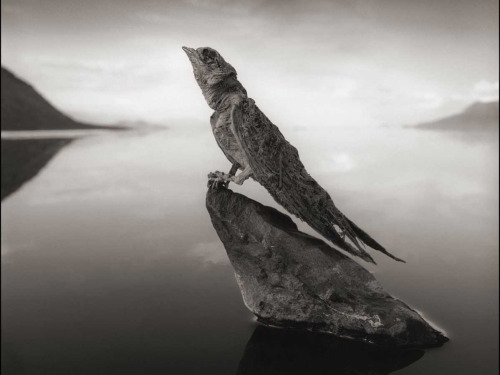 Nick Brandt took mesmerizing photographs of birds and bats at Tanzania&rsquo;s Lake Natron that look as if they have turned to stone. They&rsquo;re not really stone, but have been made &ldquo;rock hard&rdquo; from the high levels of soda ash and salt in the lake. (Source)